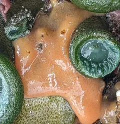 Pacific Sea Pork thumbnail 2