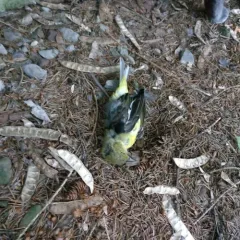 Scarlet Tanager thumbnail 3