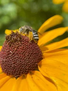Melissodes subillatus thumbnail 3