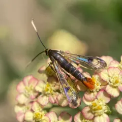 Maple Clearwing Moth thumbnail 2
