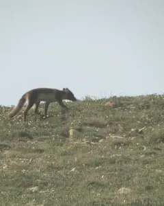 Arctic Fox thumbnail 2