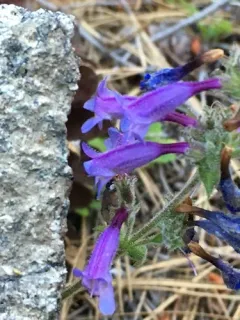 Mountain Blue Penstemon thumbnail 4