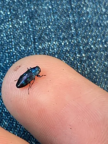 Chrysobothris chlorocephala