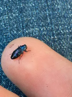 Chrysobothris chlorocephala thumbnail 1