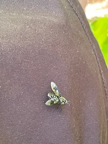 Chrysops sordidus