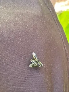 Chrysops sordidus thumbnail 1