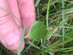 Graceful Buttercup thumbnail 2