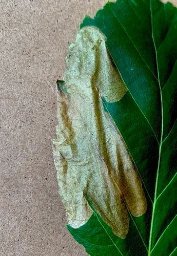 Late Birch Leaf Edgeminer Sawfly