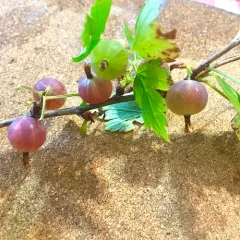 Smooth Gooseberry thumbnail 3