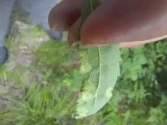 Lasioptera spiraeafolia thumbnail 2