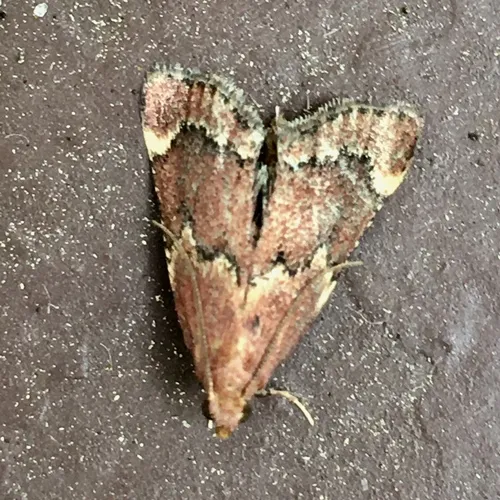 Red-shawled Moth