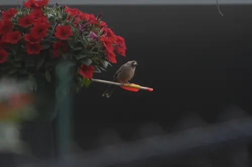 Abert's Towhee