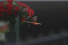 Abert's Towhee thumbnail 1