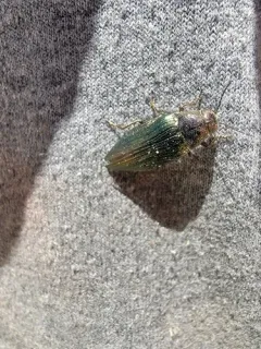 Buprestis subornata thumbnail 1