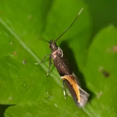 Orange-crescent Moth thumbnail 4