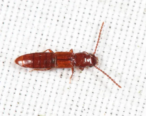 Siagonium americanum