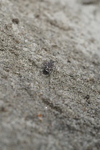 Columbia River Tiger Beetle