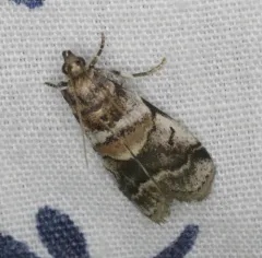 Leaf Crumpler Moth thumbnail 2