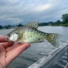 White Crappie thumbnail 2