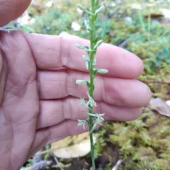 Flat Spurred Piperia thumbnail 3