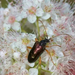 Pseudogaurotina abdominalis thumbnail 3