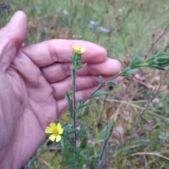 grassy tarweed thumbnail 4