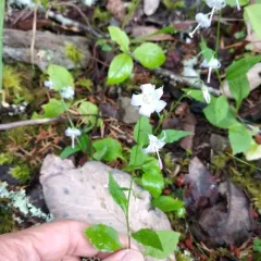 scouler's harebell thumbnail 4