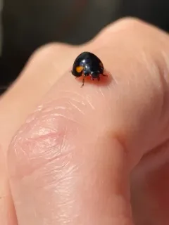 Thrice-struck Lady Beetle thumbnail 4
