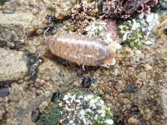 Harford's Isopod thumbnail 1