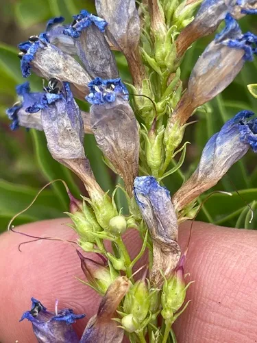 Leonard's Beardtongue