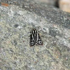 Labrador Tiger Moth thumbnail 4
