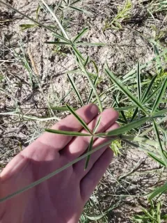 palmleaf Indian breadroot thumbnail 3