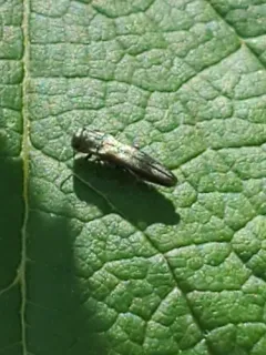 Agrilus derasofasciatus thumbnail 2