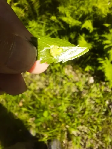 Taphrina tormentillae