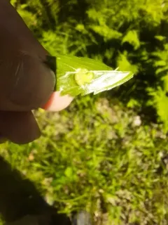 Taphrina tormentillae thumbnail 1