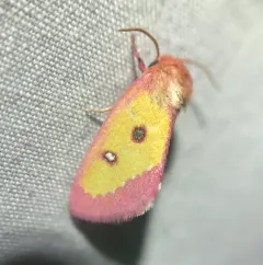 Pink Star Moth thumbnail 3
