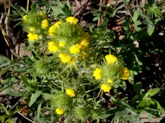 cut-leaved paintbrush thumbnail 3