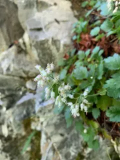 Merriam's Alumroot thumbnail 1