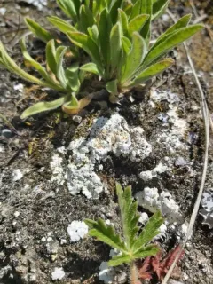 Squamarina lentigera thumbnail 3