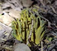 Green-staining Coral Mushroom thumbnail 2