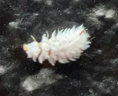 Mealybug Destroyer thumbnail 3