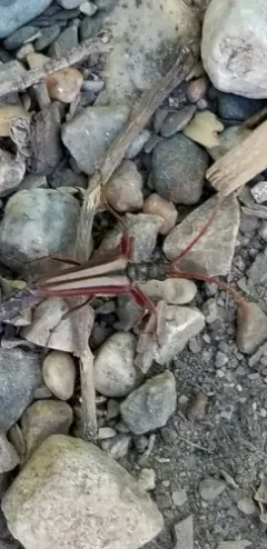 Stenocorus trivittatus thumbnail 3