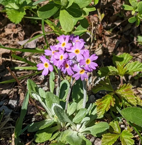 Laurentian Primrose