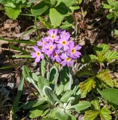 Laurentian Primrose thumbnail 1