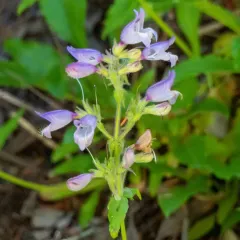 Rattan's Beardtongue thumbnail 2