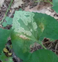 Liriomyza violivora thumbnail 2