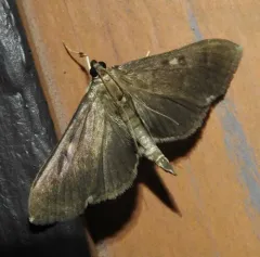 Herpetogramma sphingealis thumbnail 1