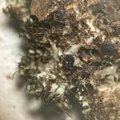Fringed Rosette Lichen thumbnail 3