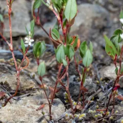 broadleaf knotweed thumbnail 2