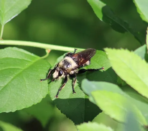 Laphria grossa